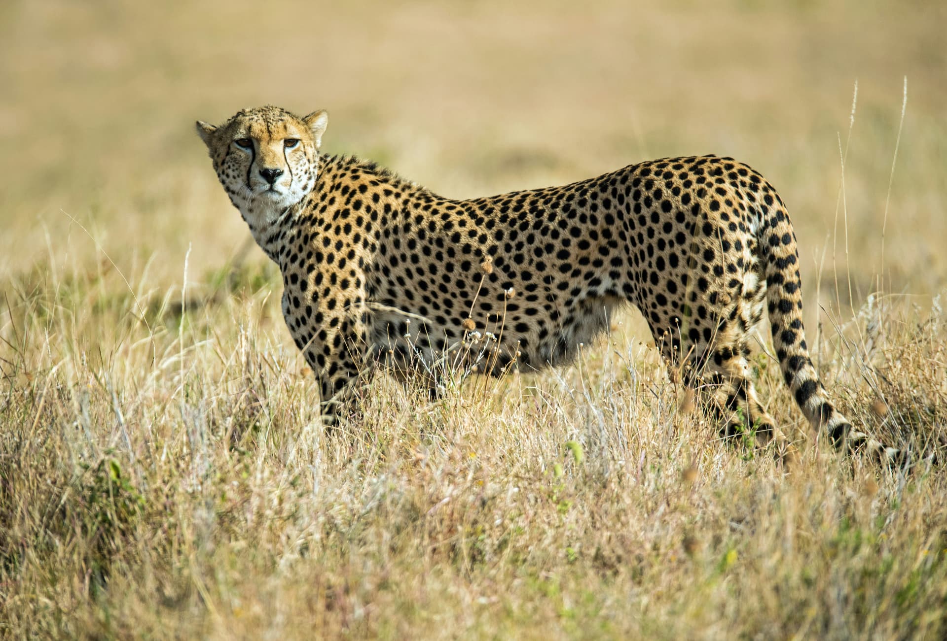 A cheetah watching over the golden grasslands