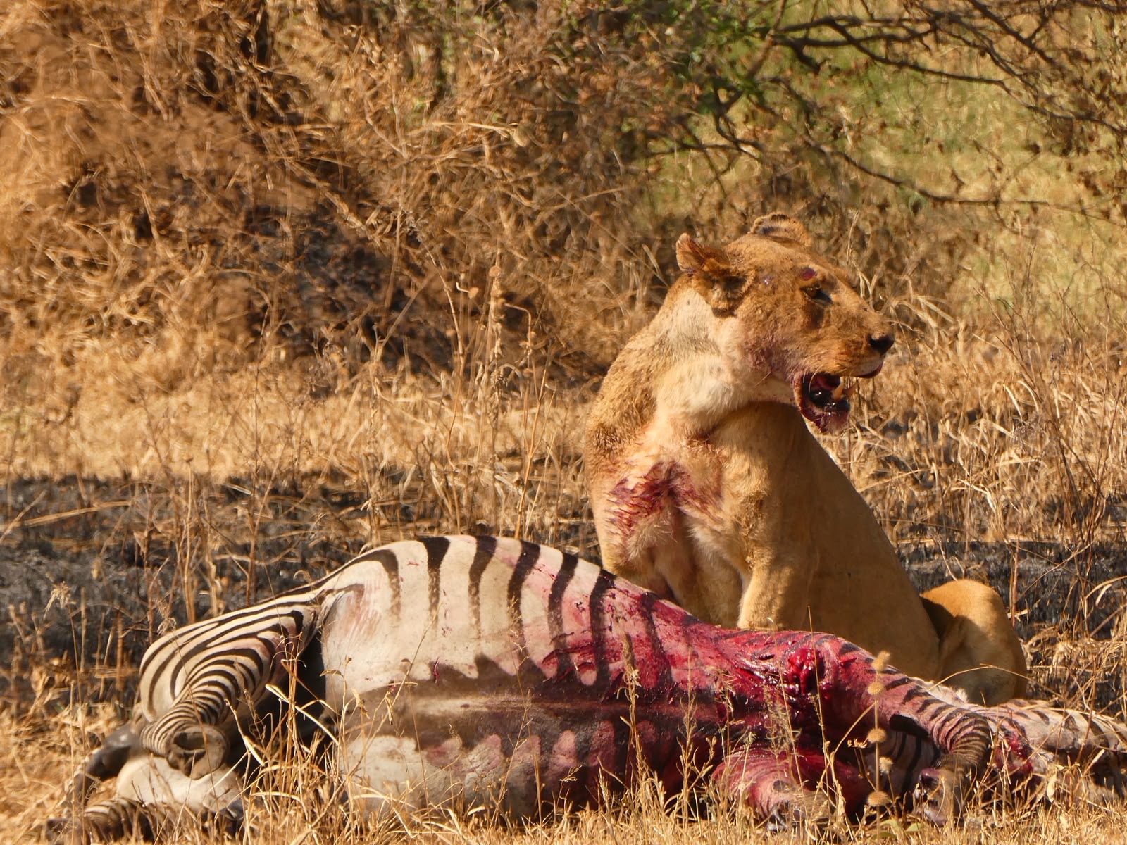 7-Day Migration Safari to Mara River