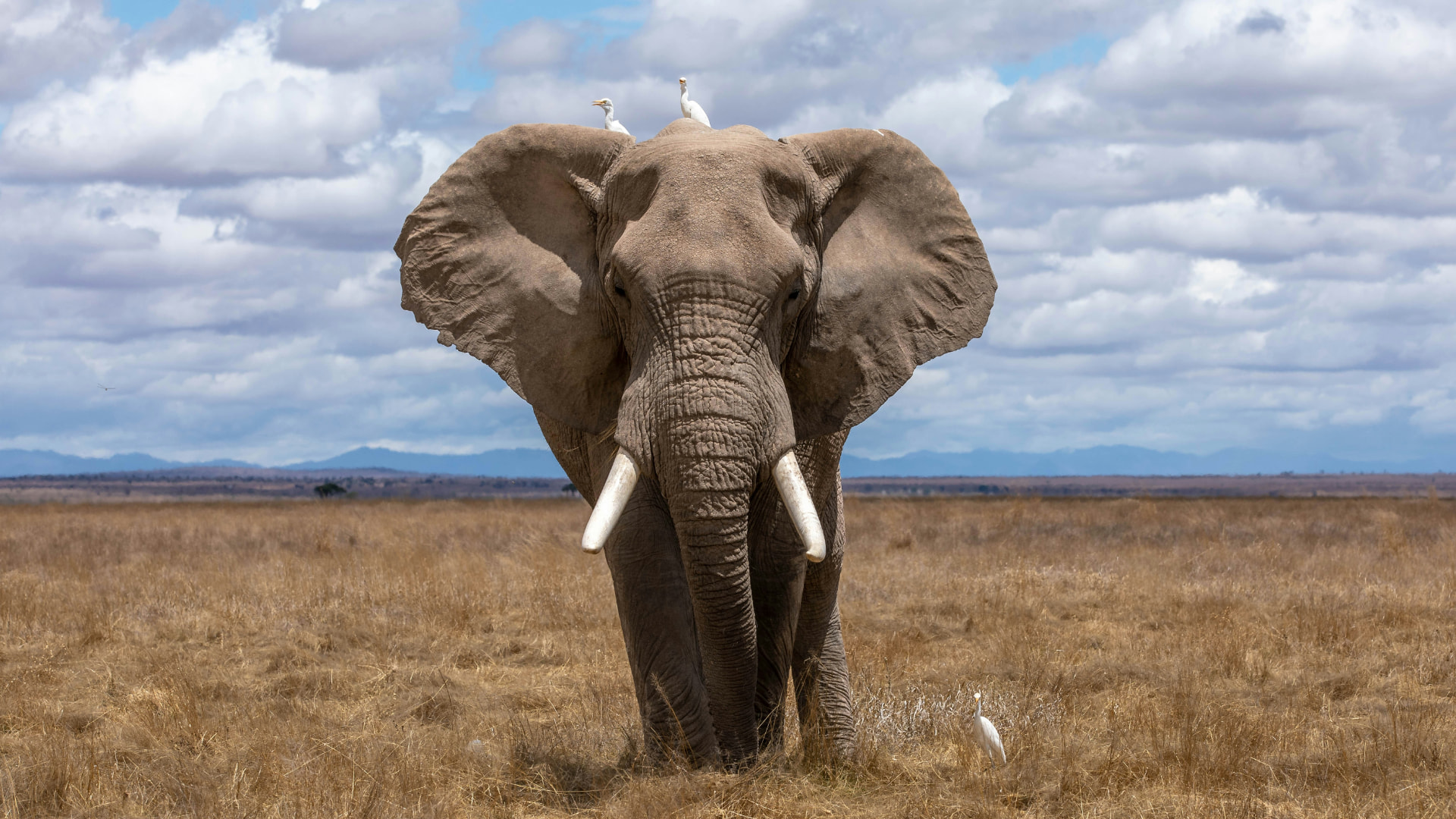 An African elephant in the Tanzanian savanna