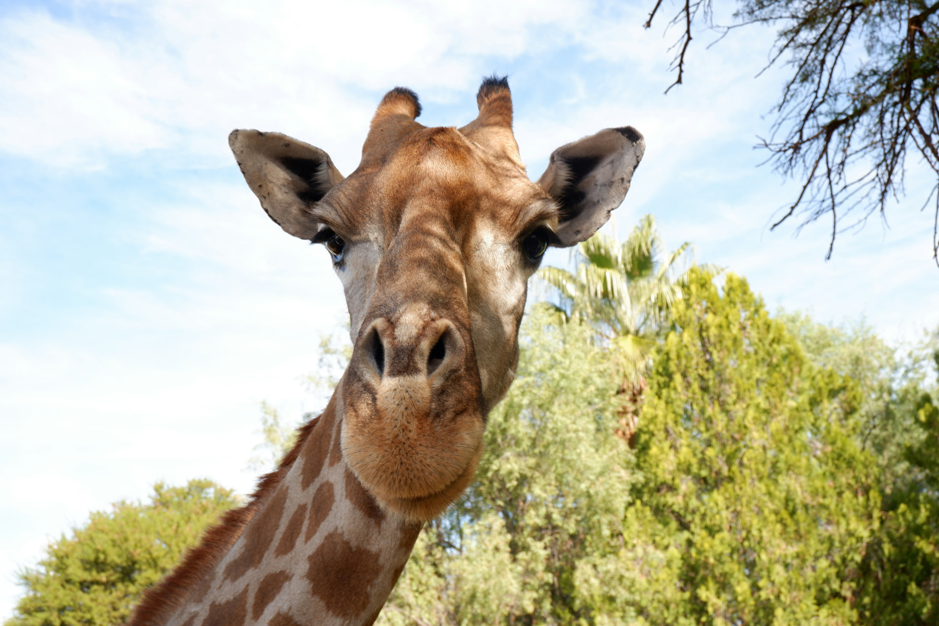 A giraffe among acacia trees under an African sky