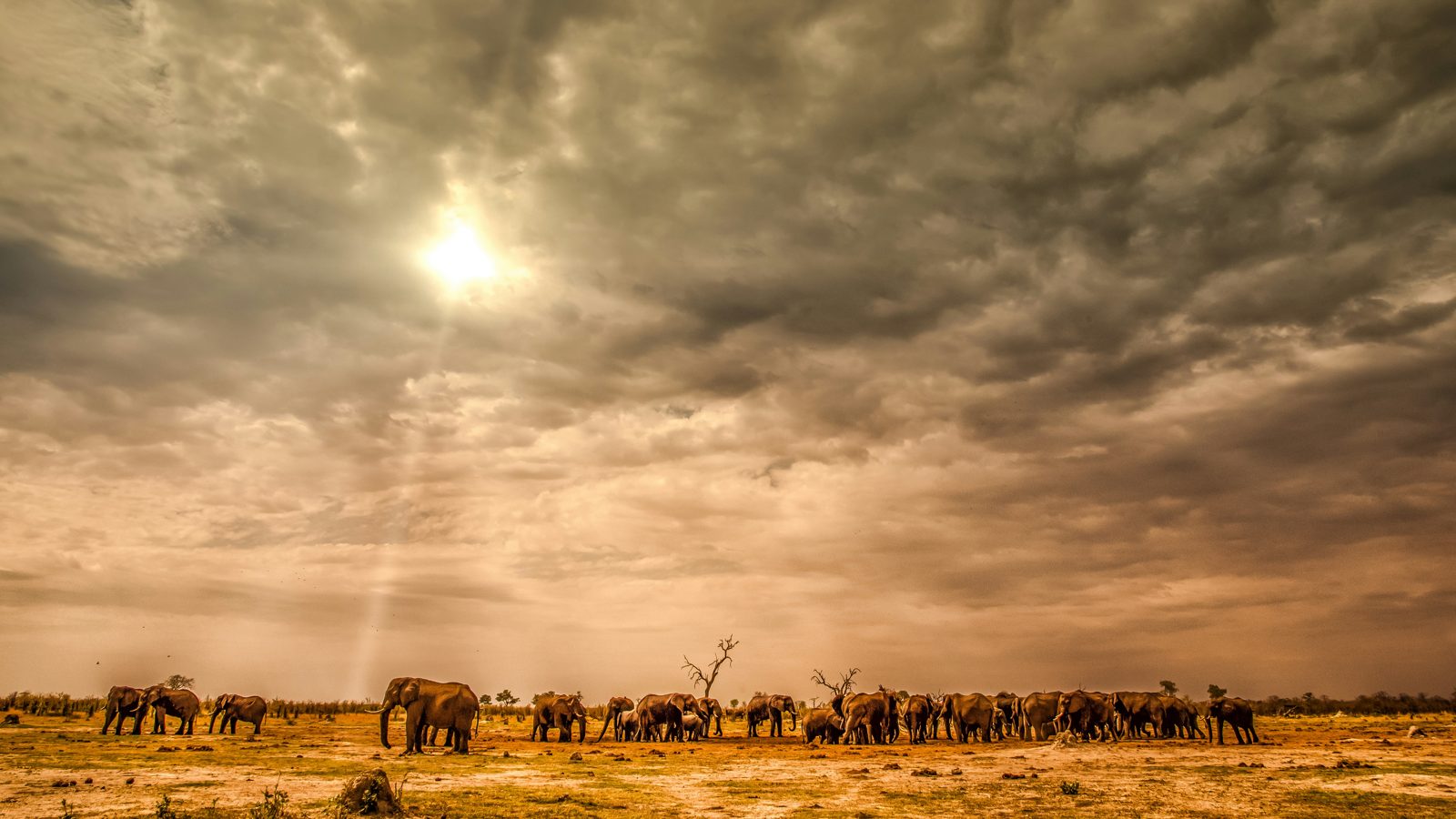 Complete Guide to Ngorongoro Crater: Africa's Eden in a Bowl
